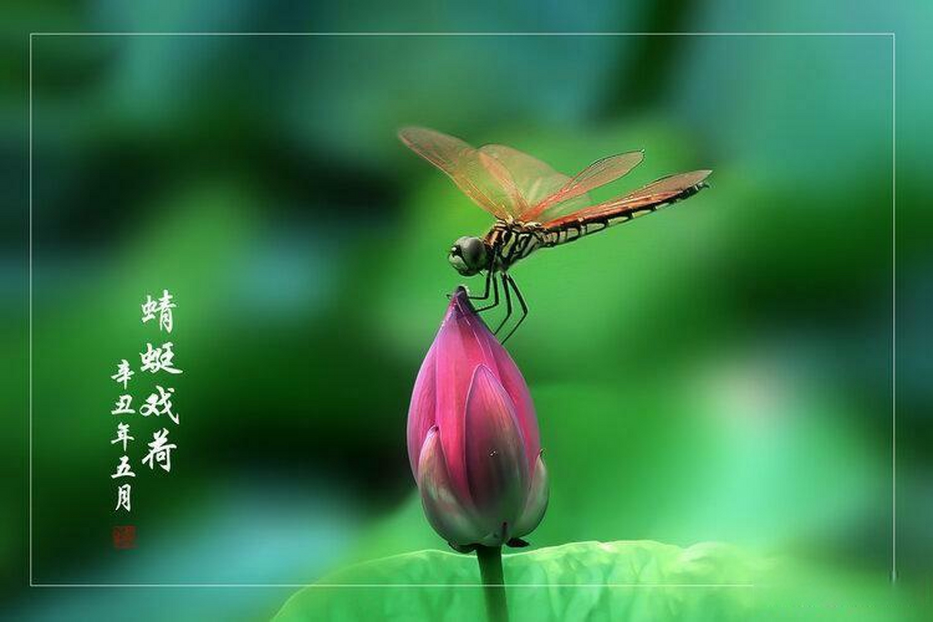 杨万里《小池》  2.  稻花香里说丰年,听取蛙声一片.