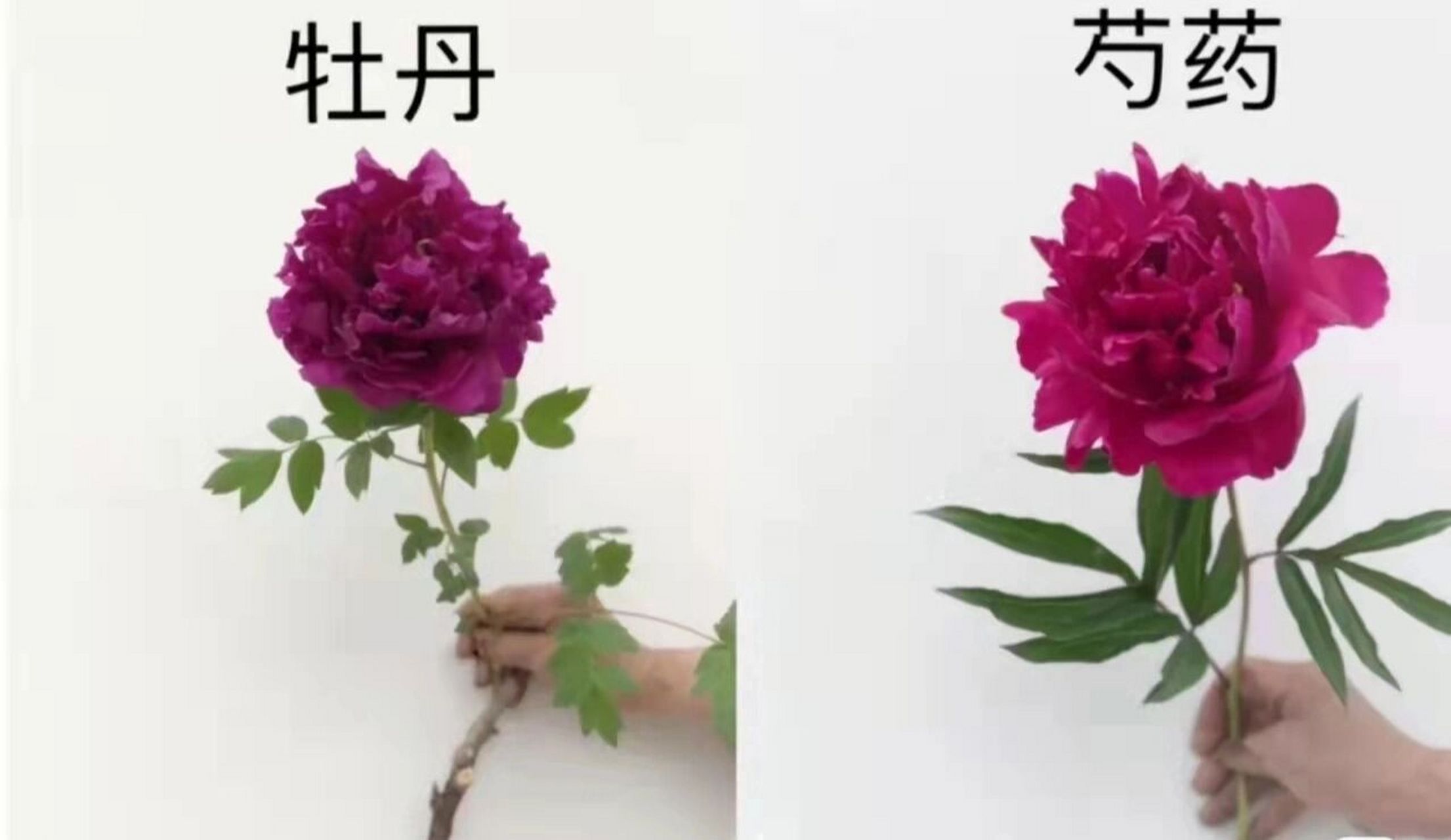 牡丹与芍药的本质区别:看叶子 鲜切花养护: 花到店里的时候,留下一到