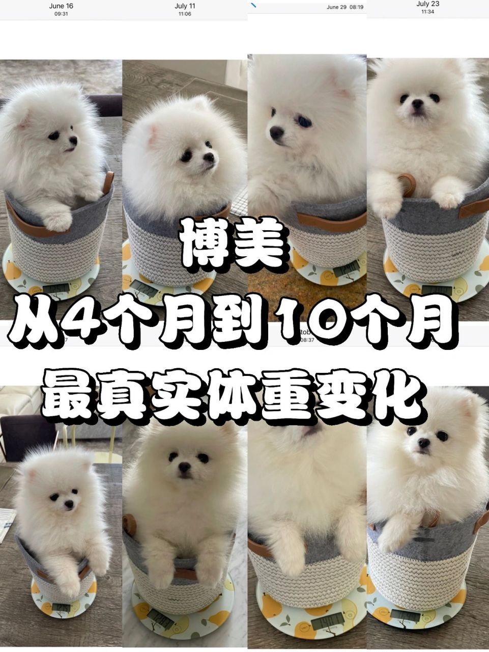 小体博美成长 体重变化记录|体型变化 发现96快10个月啦 今天又给她