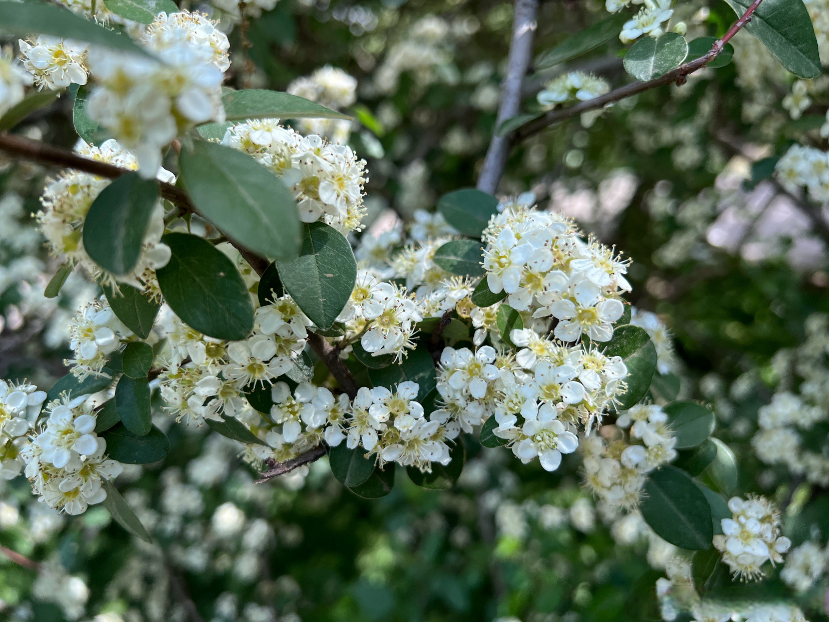 来来来,大家认识一下"多花荀子".