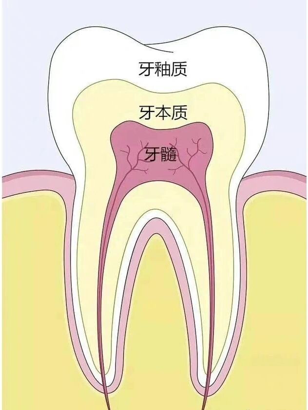 恒牙图片大全图图片