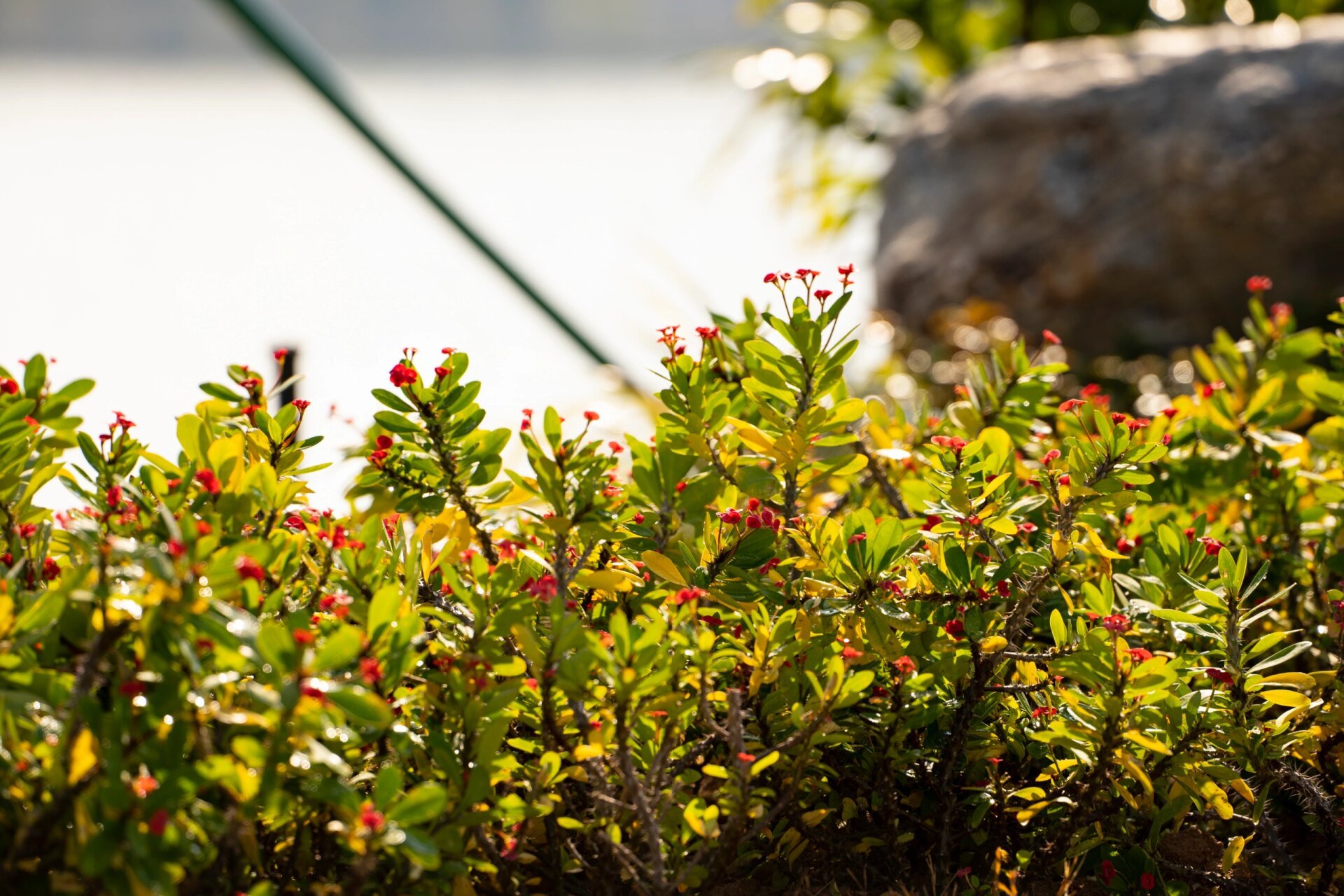 增城挂绿湖景色  挂绿湖=荔湖 景色优美