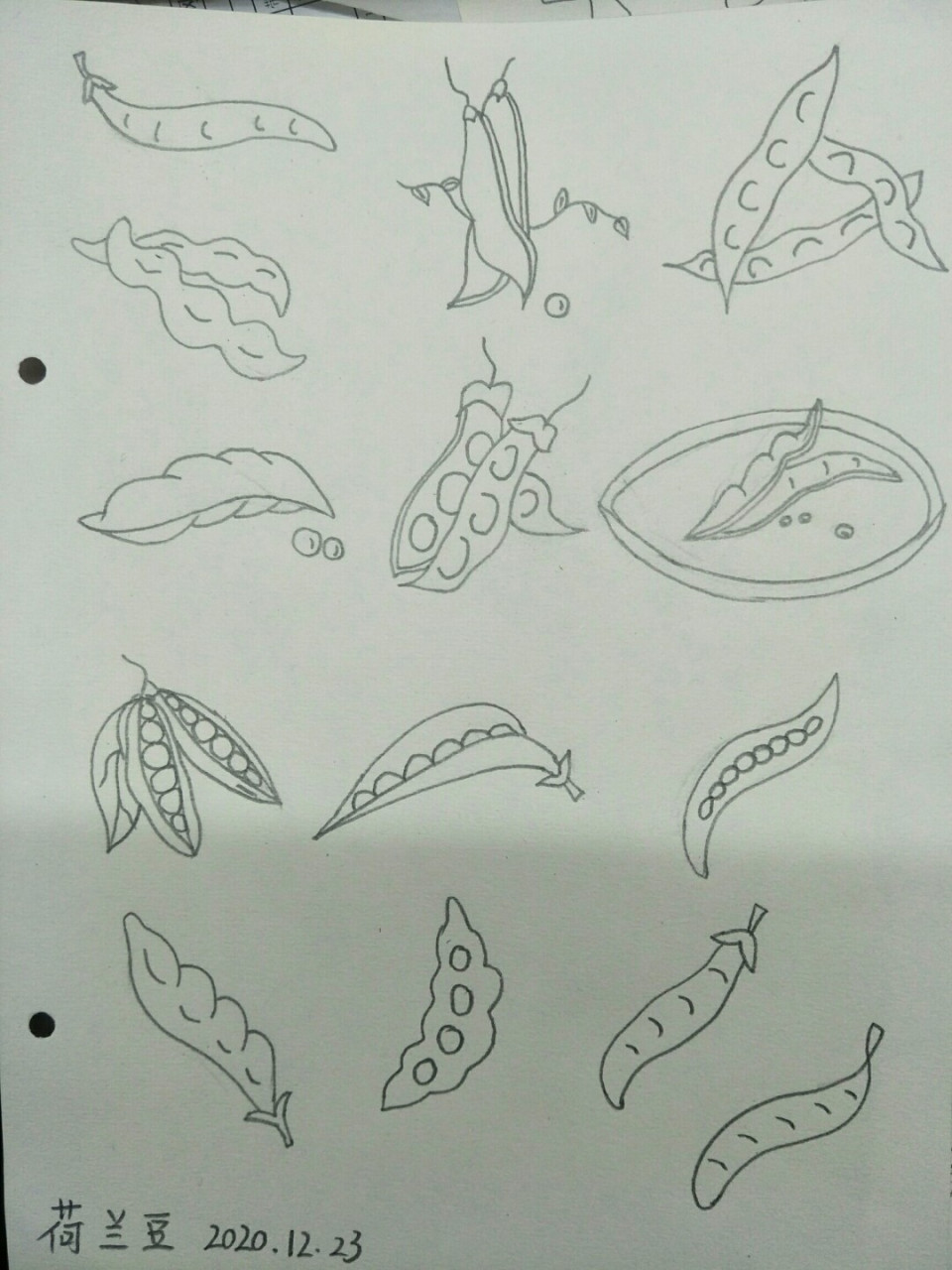 简笔画荷兰豆,坚持打卡 #绘画