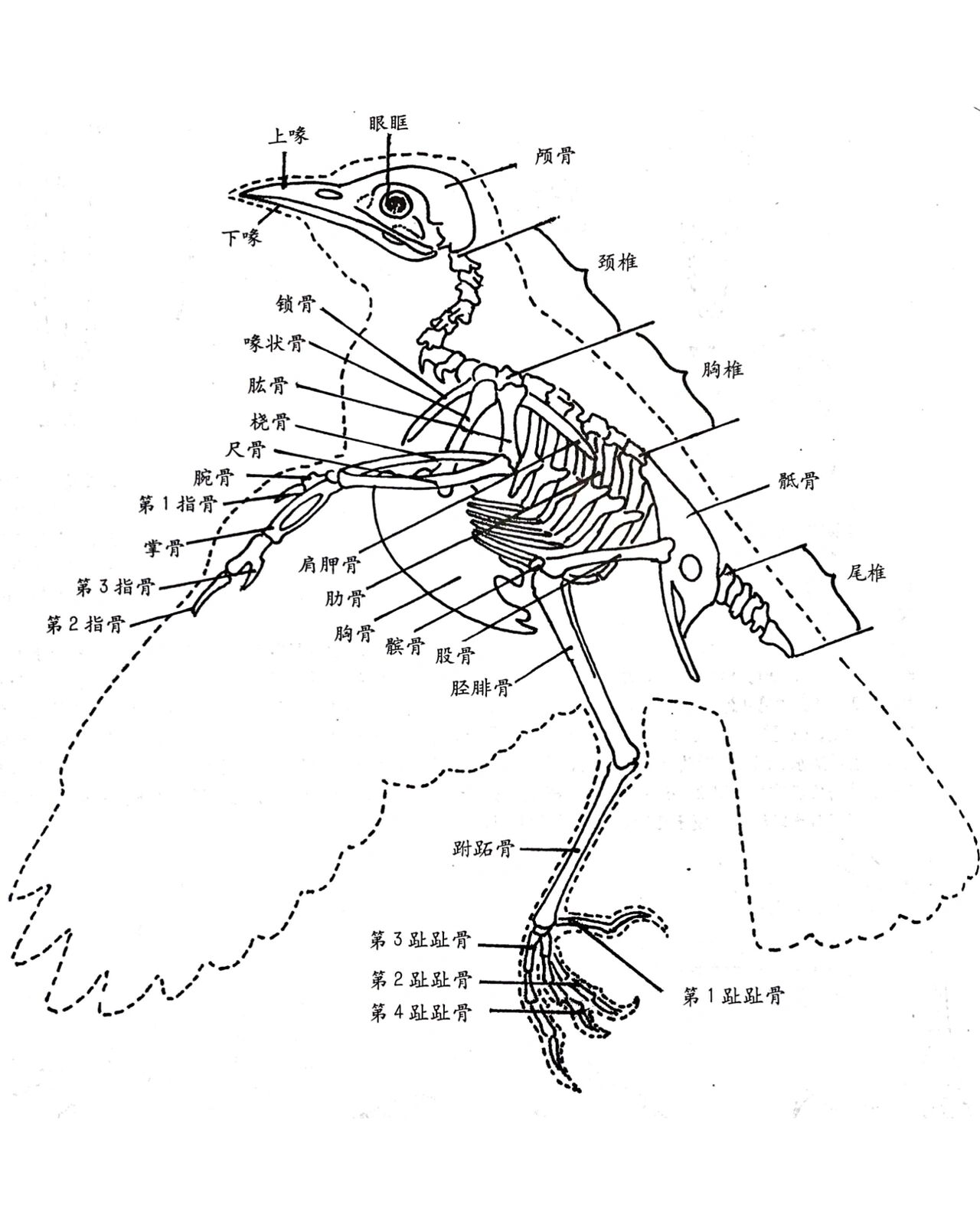 鸟的骨骼简笔画图片
