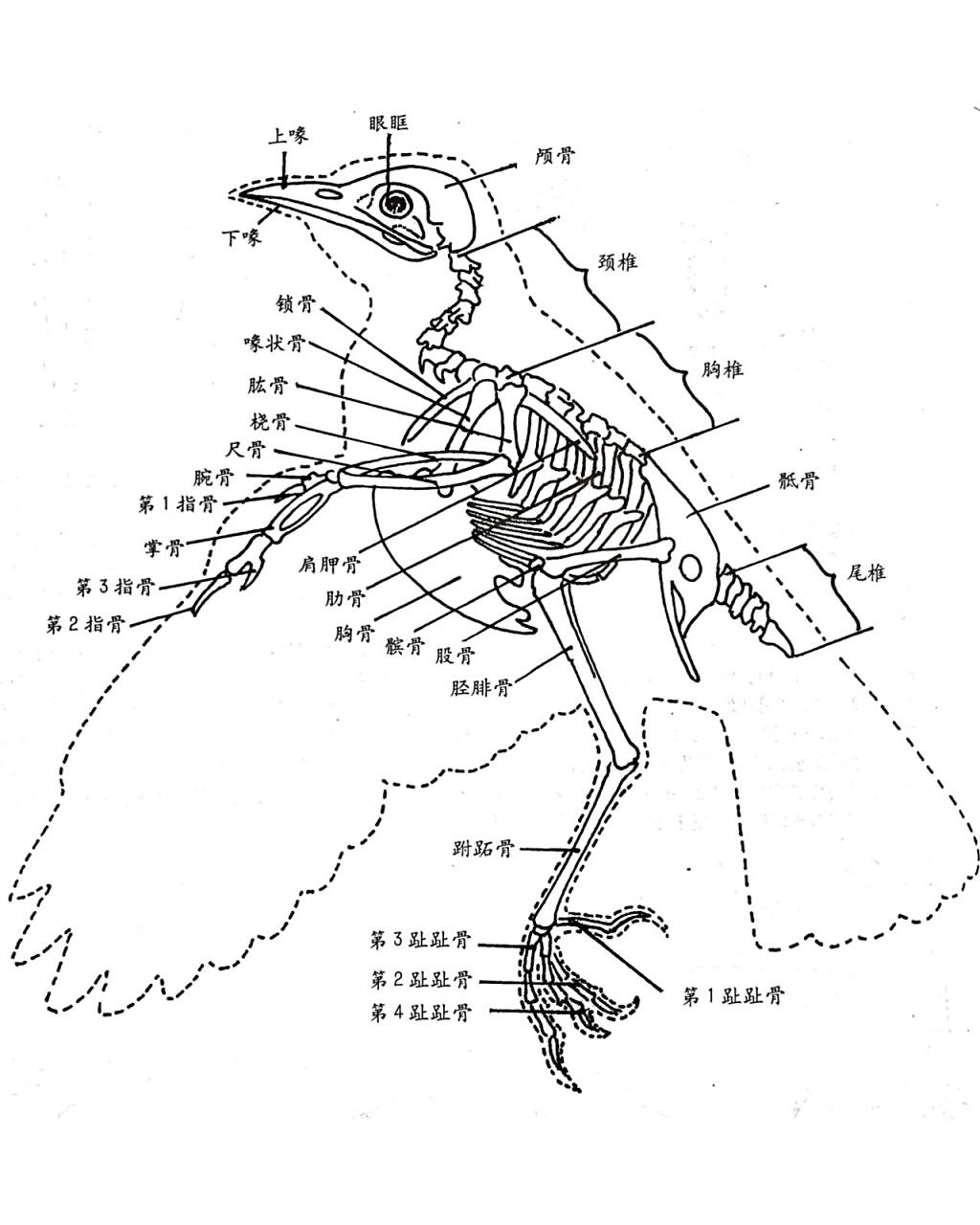 工笔画花鸟画干货|鸟类骨骼翅羽结构 花鸟画基础 入门必学