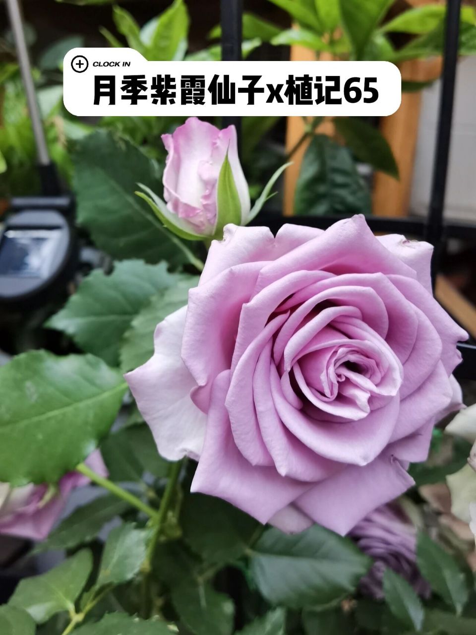 月季紫霞仙子91植记65 91植物特性 ①多季节重复开花,多头开花