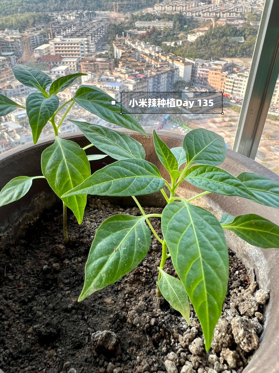 半年9215小米辣成长笔记|剪叶子95 种的第一颗辣椒苗,她源于一