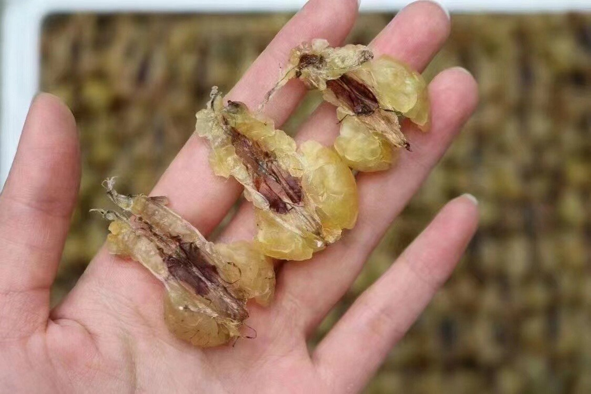 新货漂亮,颜色,正宗东北林蛙油, 纯正的,没有掺杂朝鲜油和地油.