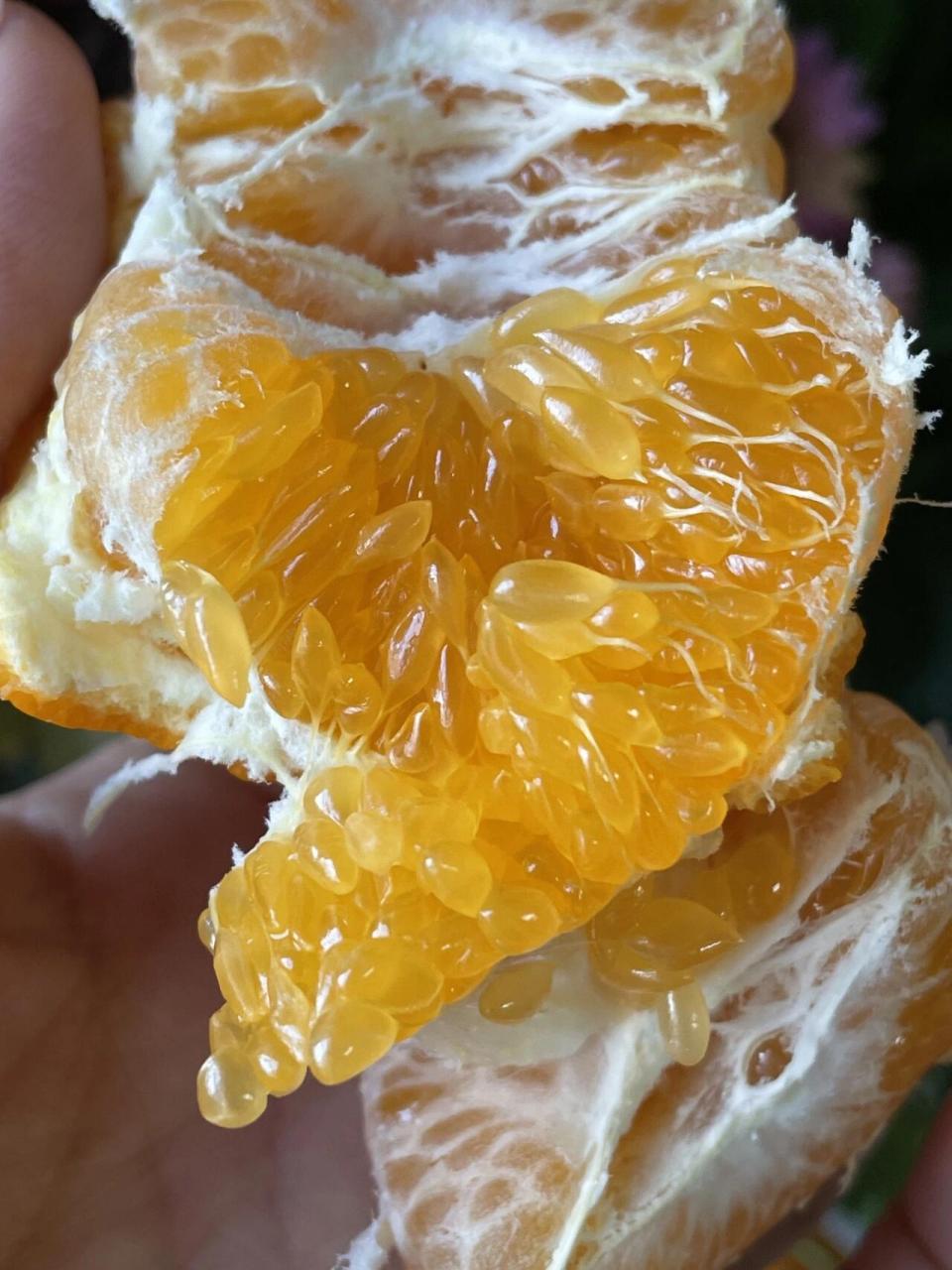 春见耙耙柑 | 一口遇见春天 春见 | 以春之名,与君相见 92 为什么叫