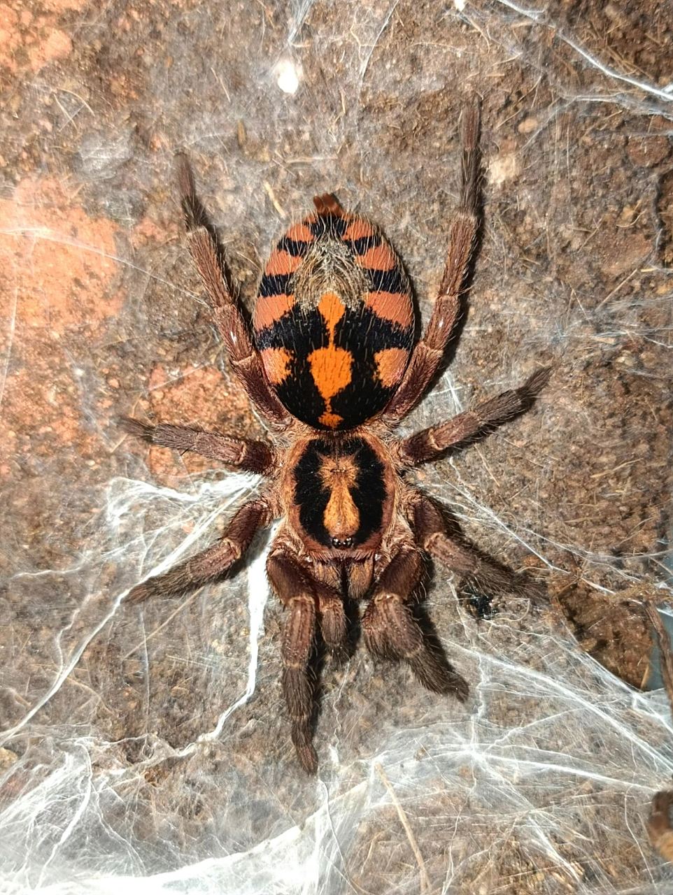 哥伦比亚南瓜 原产地:哥伦比亚 栖息地类型:地栖,穴栖 成年体型:6-9