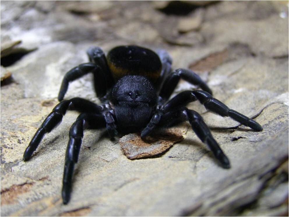 酷酷黑白条纹的隆头蛛eresus lavrosia