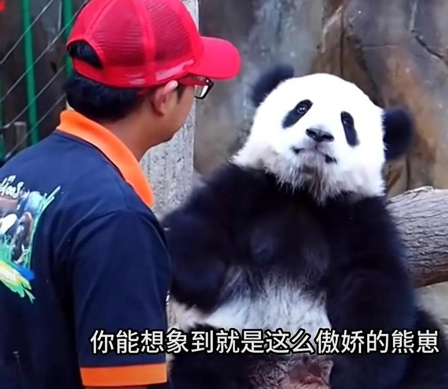 傲娇的熊仔"暖暖"长大了,在马来西亚出生长大的熊仔暖暖,可爱到爆