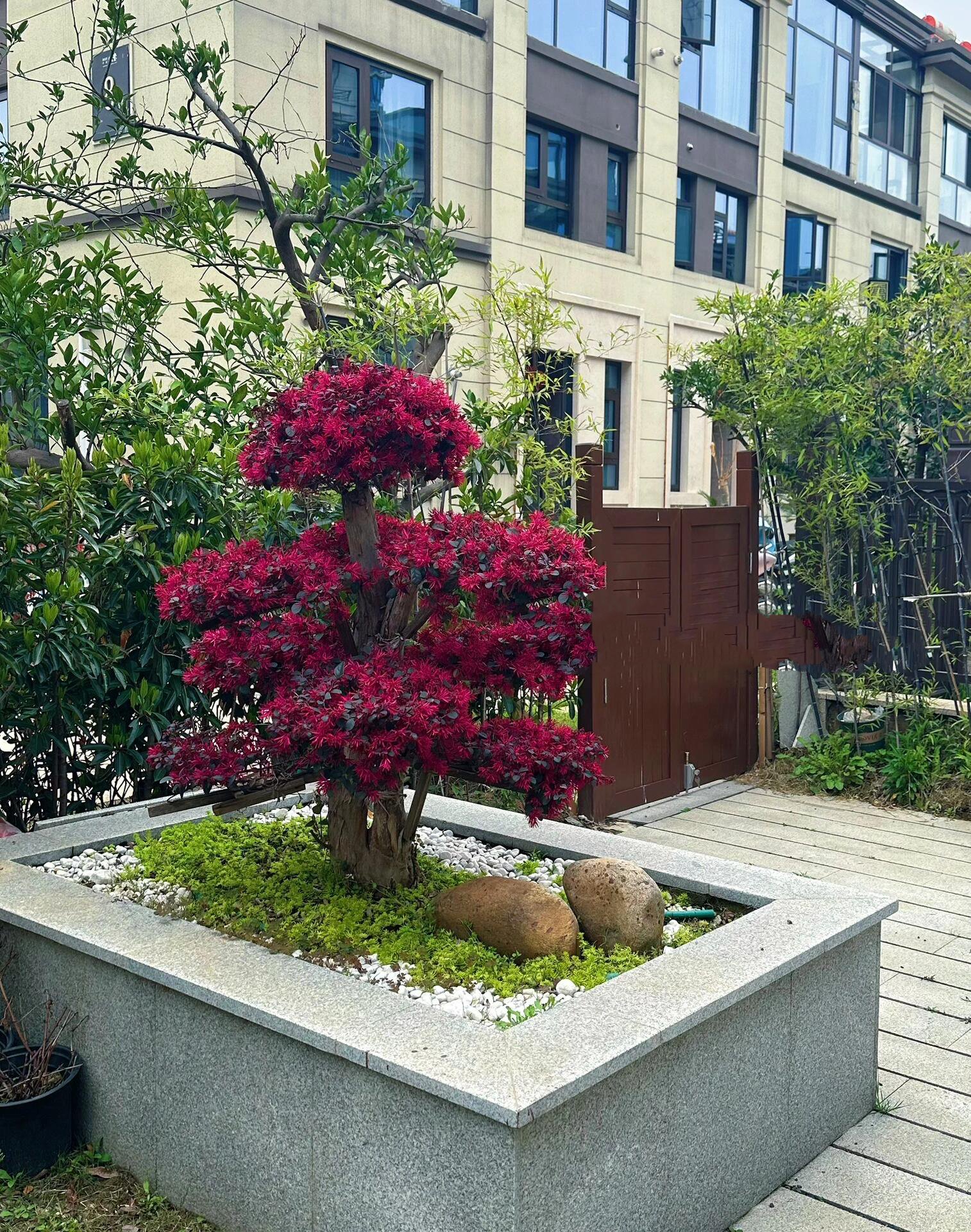 我家最耐看的植物就是它!红花继木