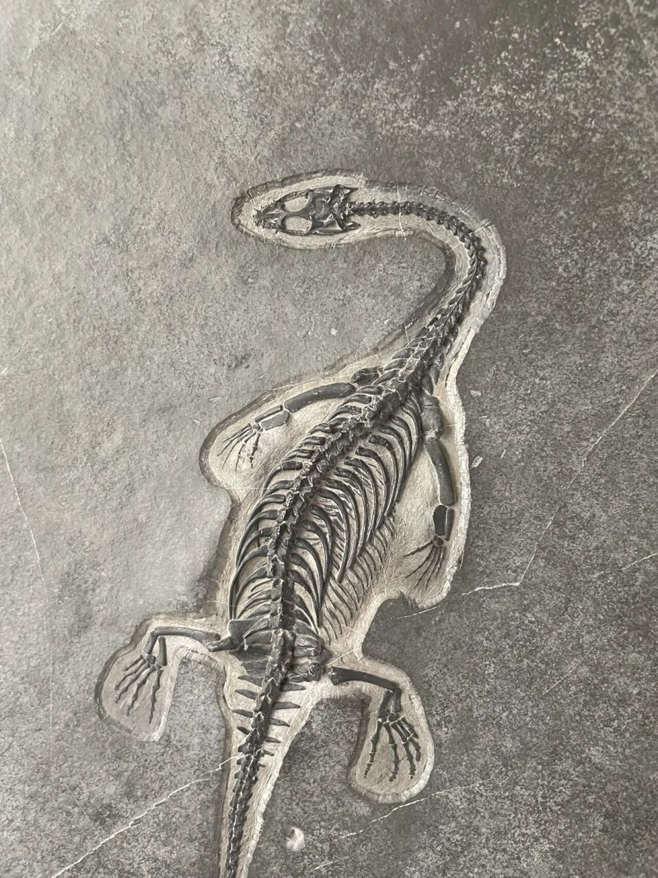 假贵州龙化石图片图片