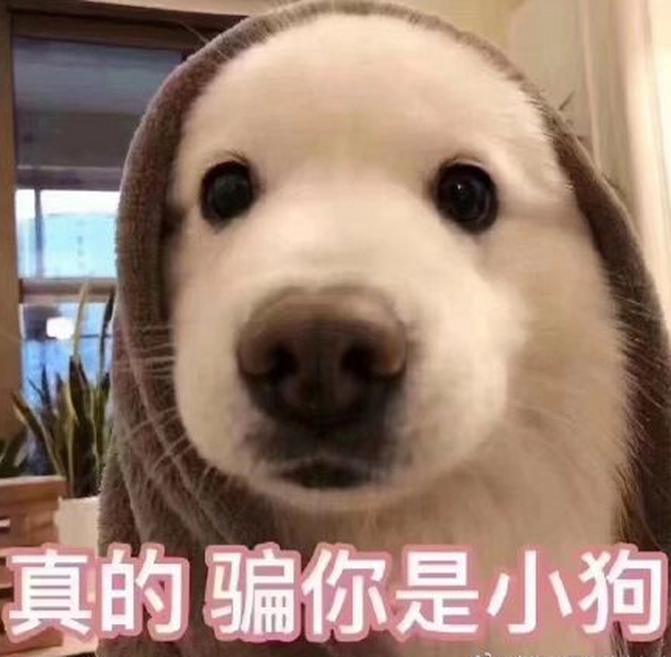 司机的可爱举动#感觉许多出租车司机都挺友好的.