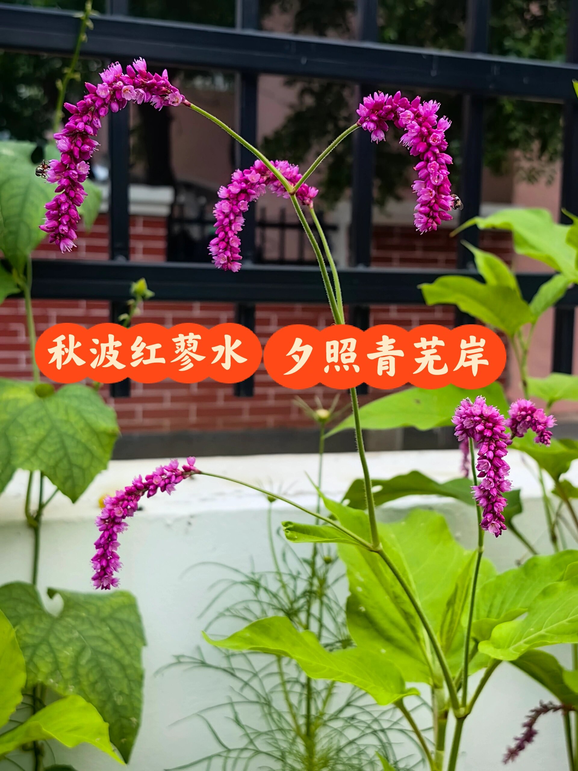 小院花草一一诗情画意的"狗尾巴花"