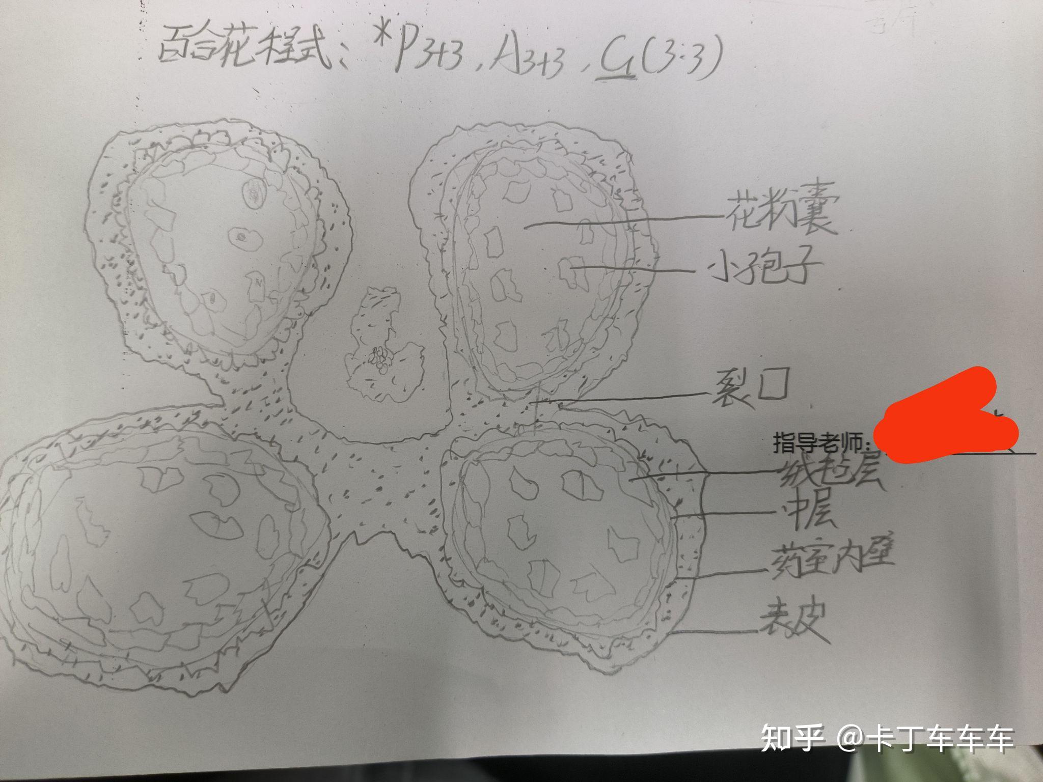 百合花解剖过程图片