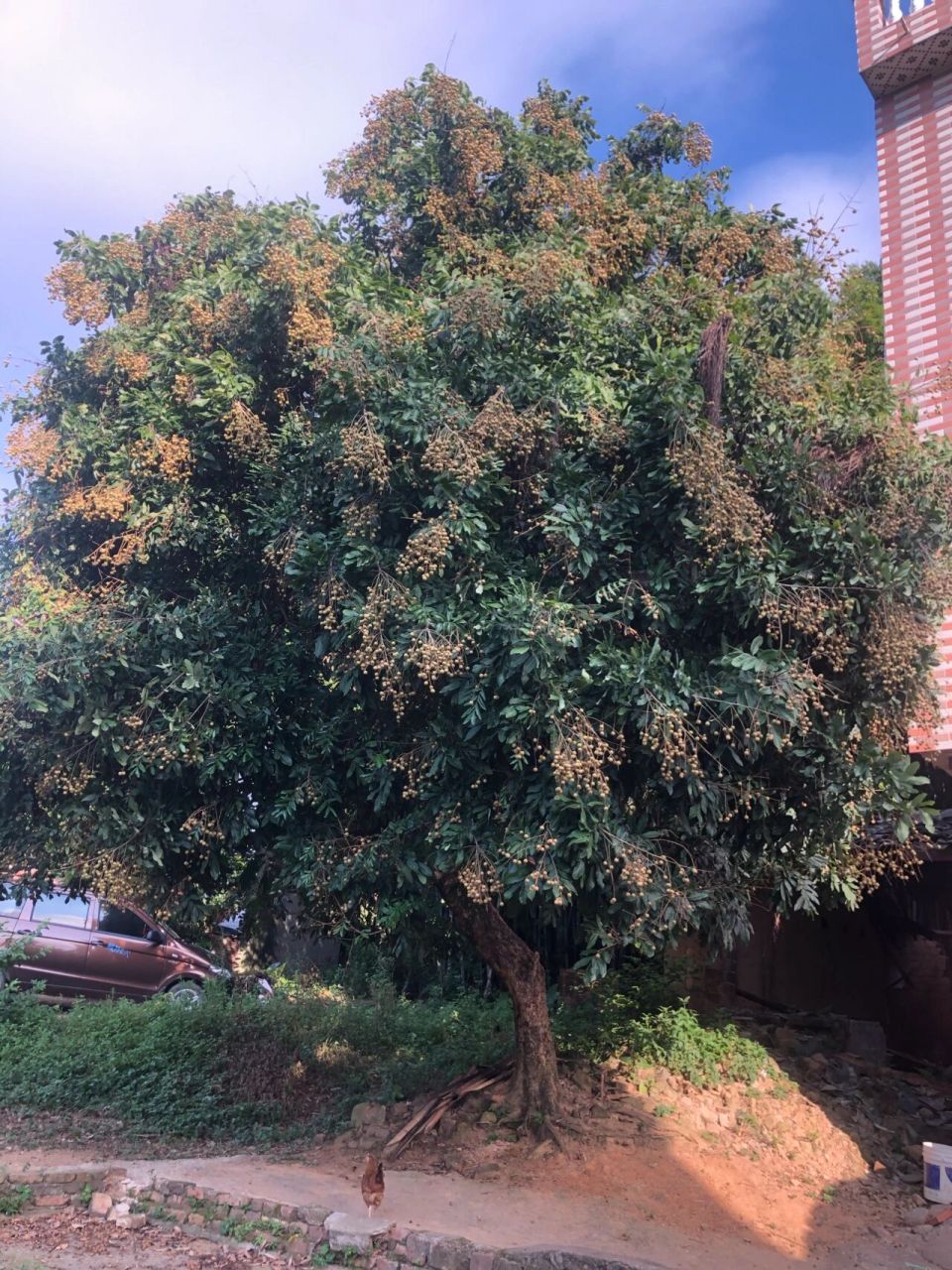 龙眼树 今年荔枝龙眼都是挂满枝头,随手拍都很美