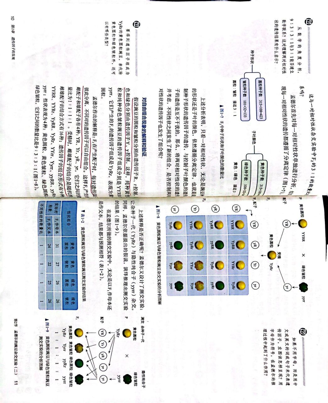 孟德尔的豌豆杂交实验(二)
