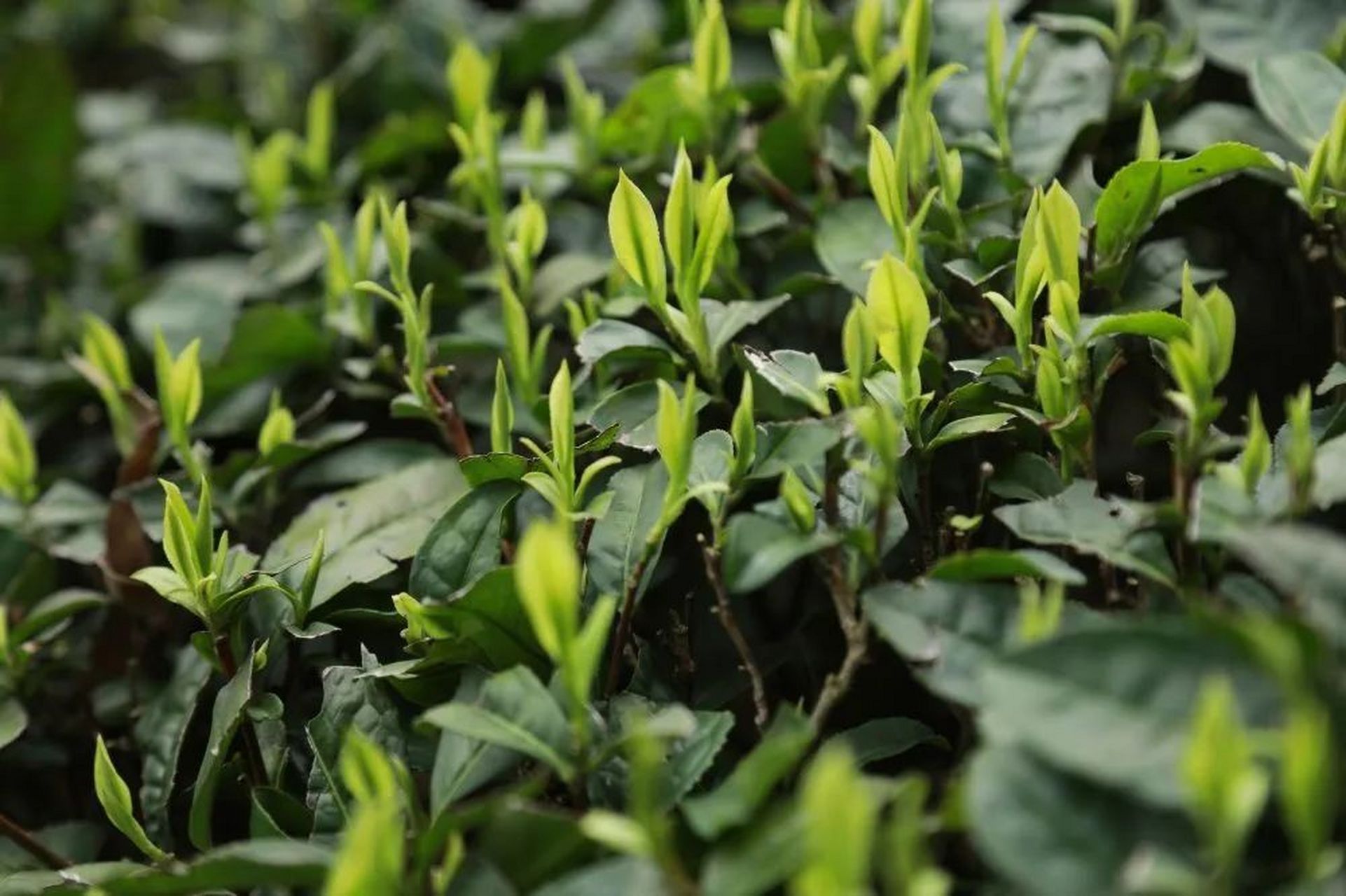 芬芳在望茶香满城# 【春光无限好 不如采茶去】 眼下,黑麋峰星空茶园