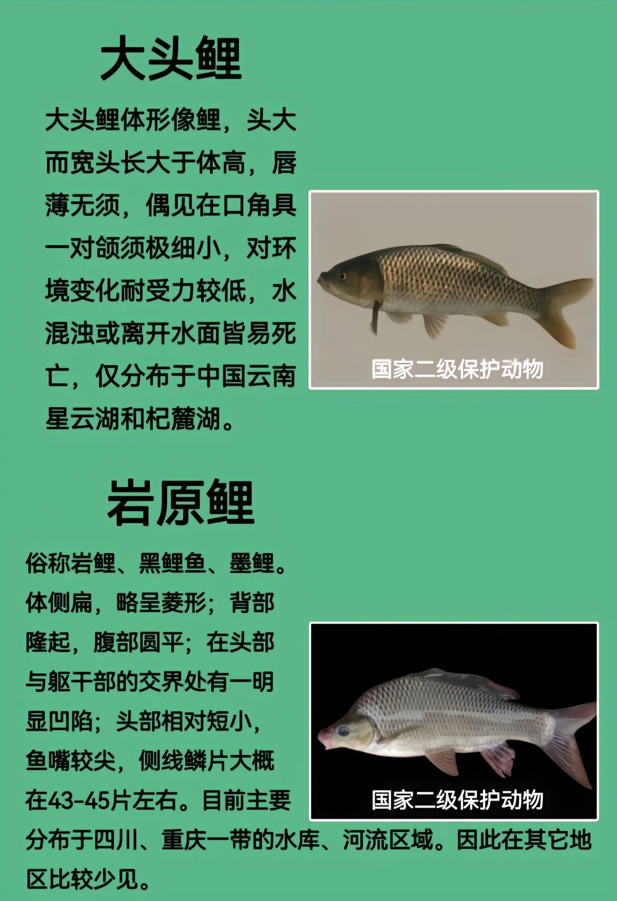 鲤鱼的种类,你钓到的哪个品种的鲤鱼