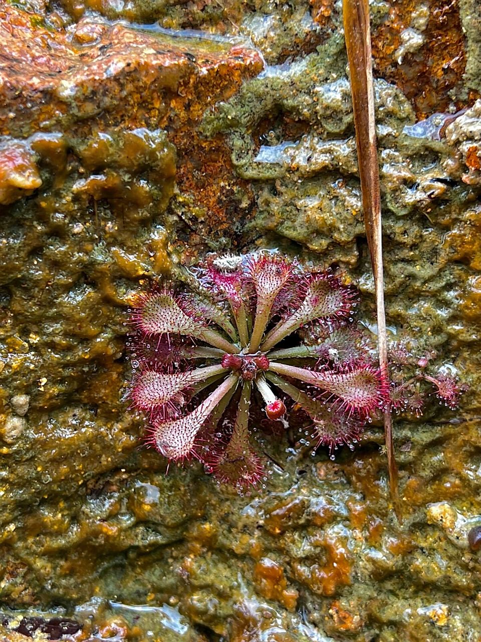 126: 匙叶茅膏菜 #户外植物# 匙叶茅膏菜(学名:drosera spathulata