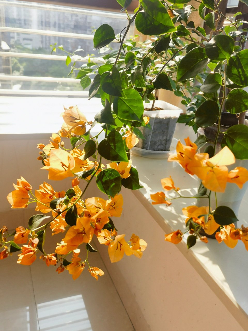 柠檬黄三角梅 初花,颜色有点深 最后两张图是两个月前的花后期,淡淡的