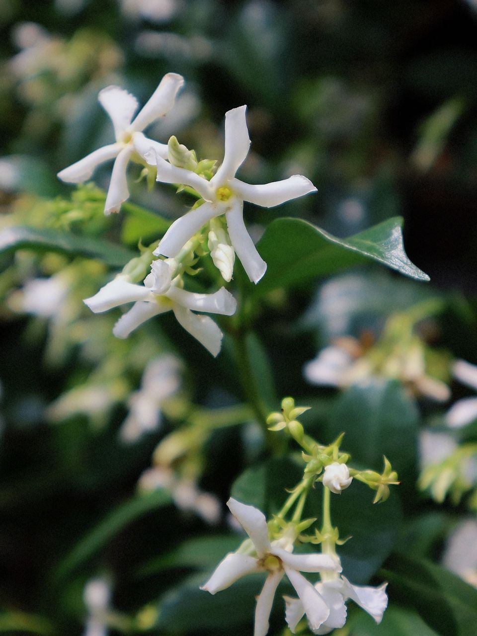 络石,又名风车茉莉 风车满墙挂,缘是络石花 络石5瓣白色的小花,一瓣瓣