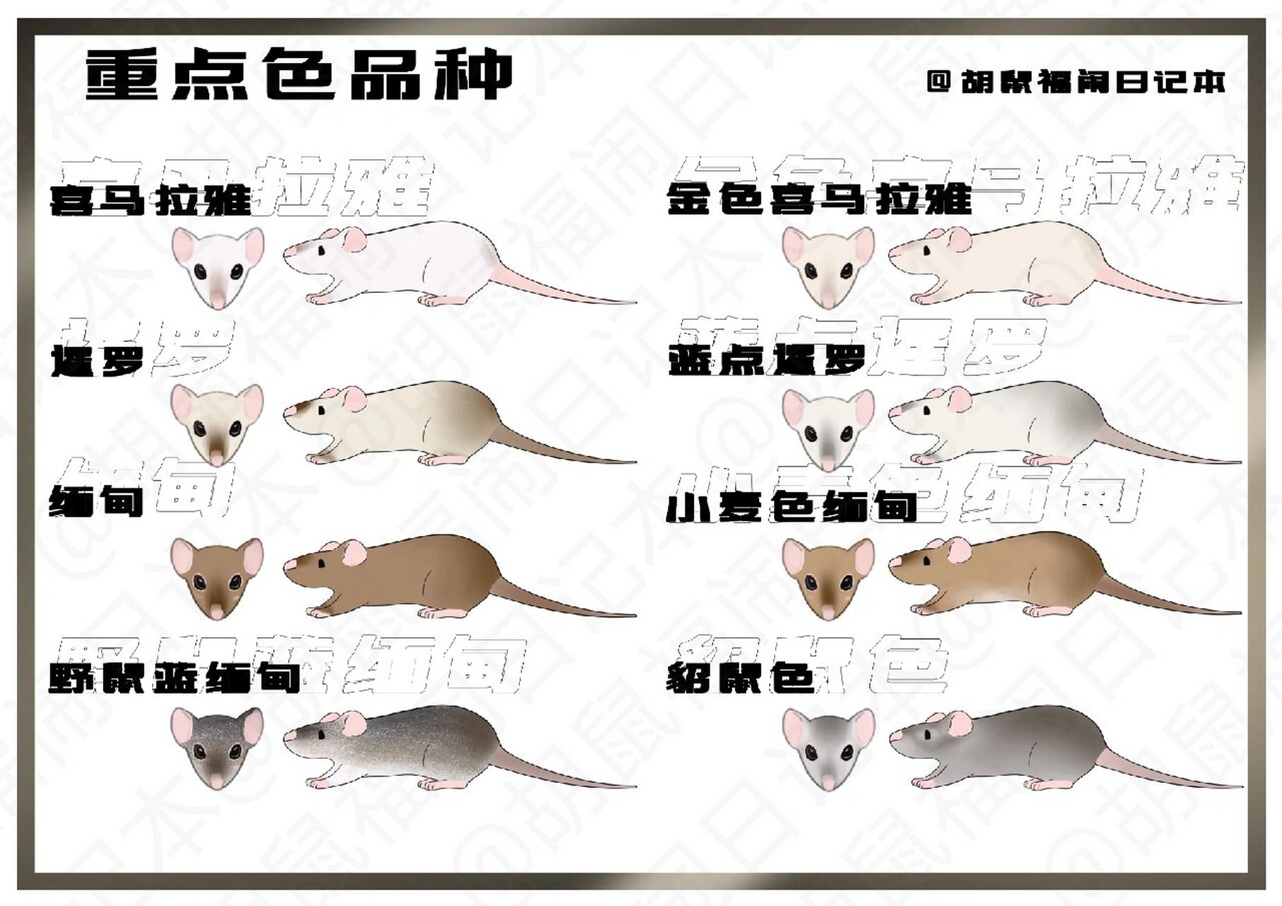 花枝鼠图鉴,即将完成~ 这次更新了重点色品种,除了常见的暹罗其实重点