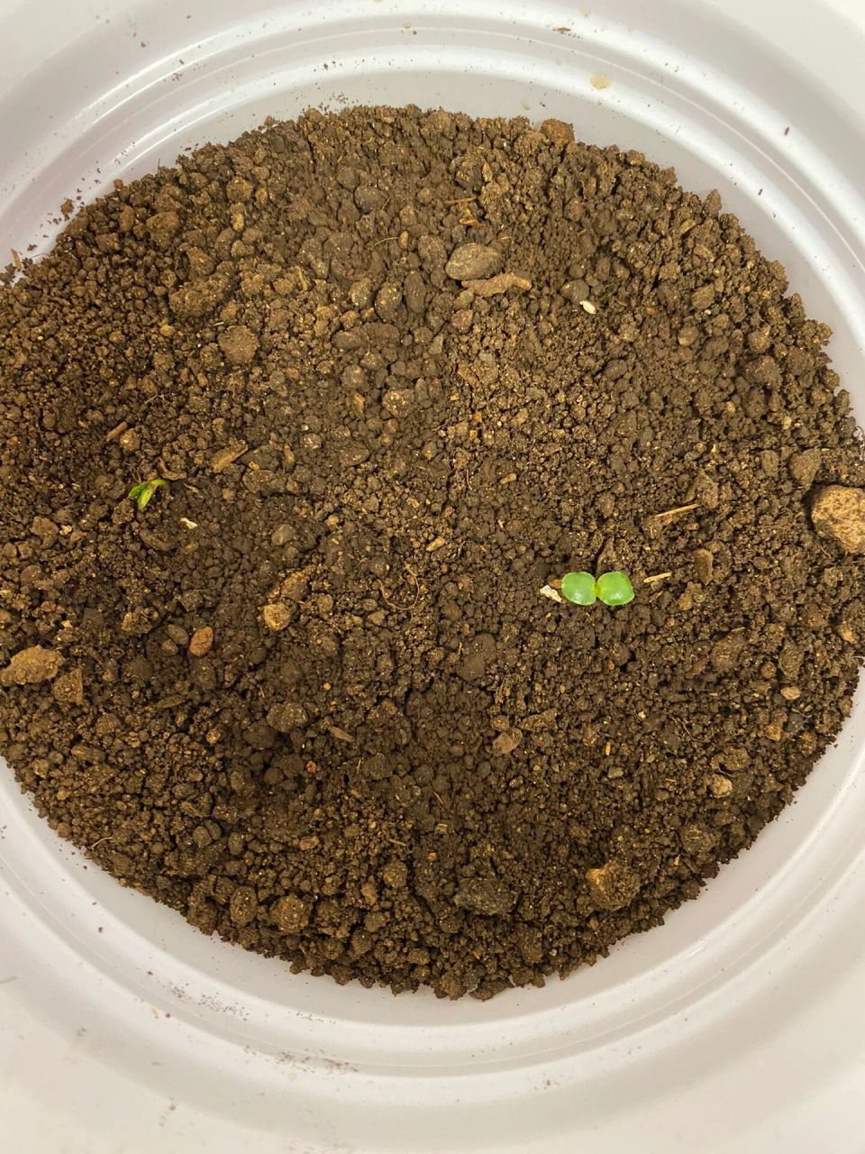 我的凤仙花种植日记(纸巾催芽)day 8 今天正式将发芽的种子移入花盆中