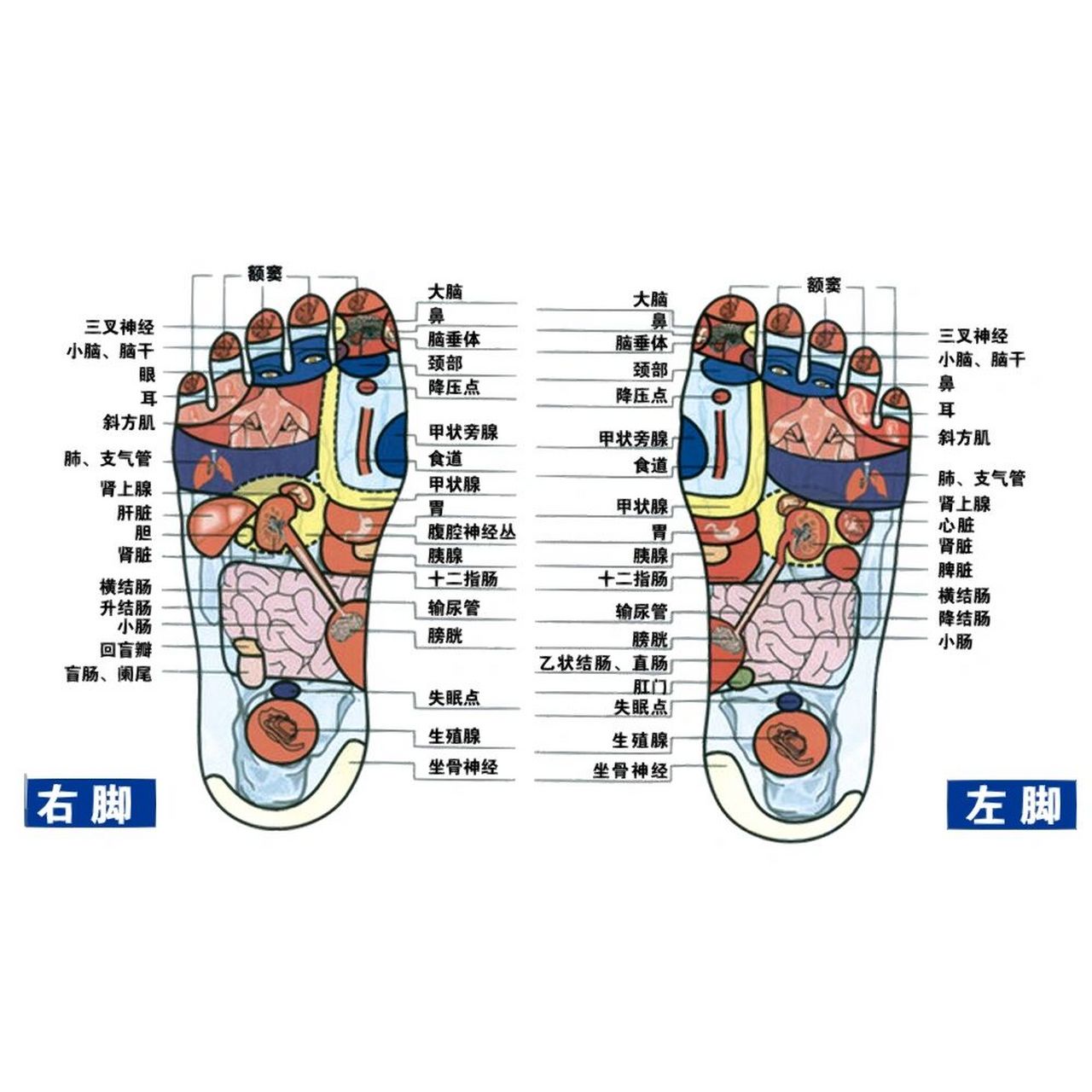 中医经络穴位:《脚底穴位图片大全》 在临床医学上,通常所说的脚底