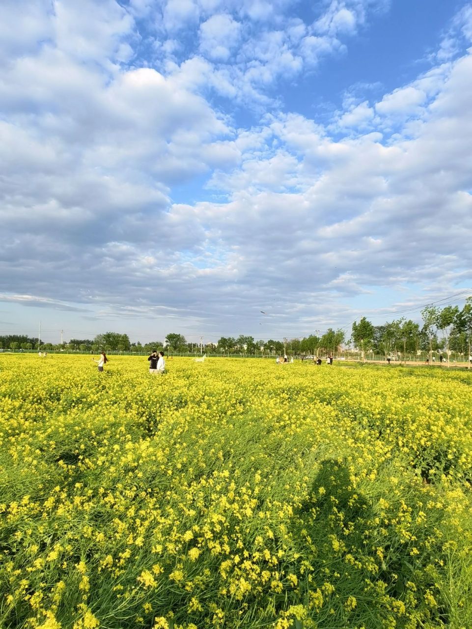 大兴瀛海油菜花景区