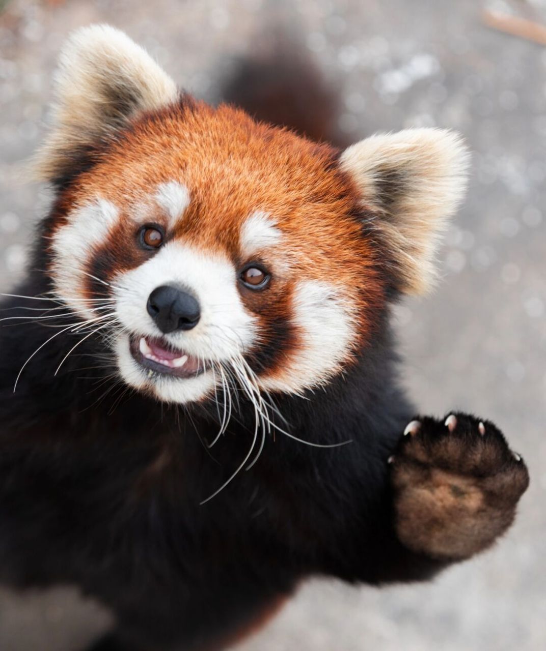 爱笑的小熊猫 站起来打招呼 小熊猫真是太甜美了,平时就是笑眯眯的[爱