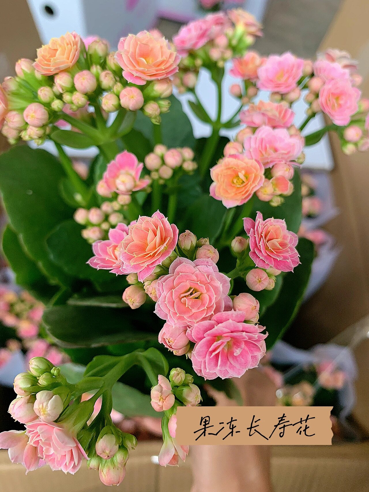 果冻长寿花 复色重瓣