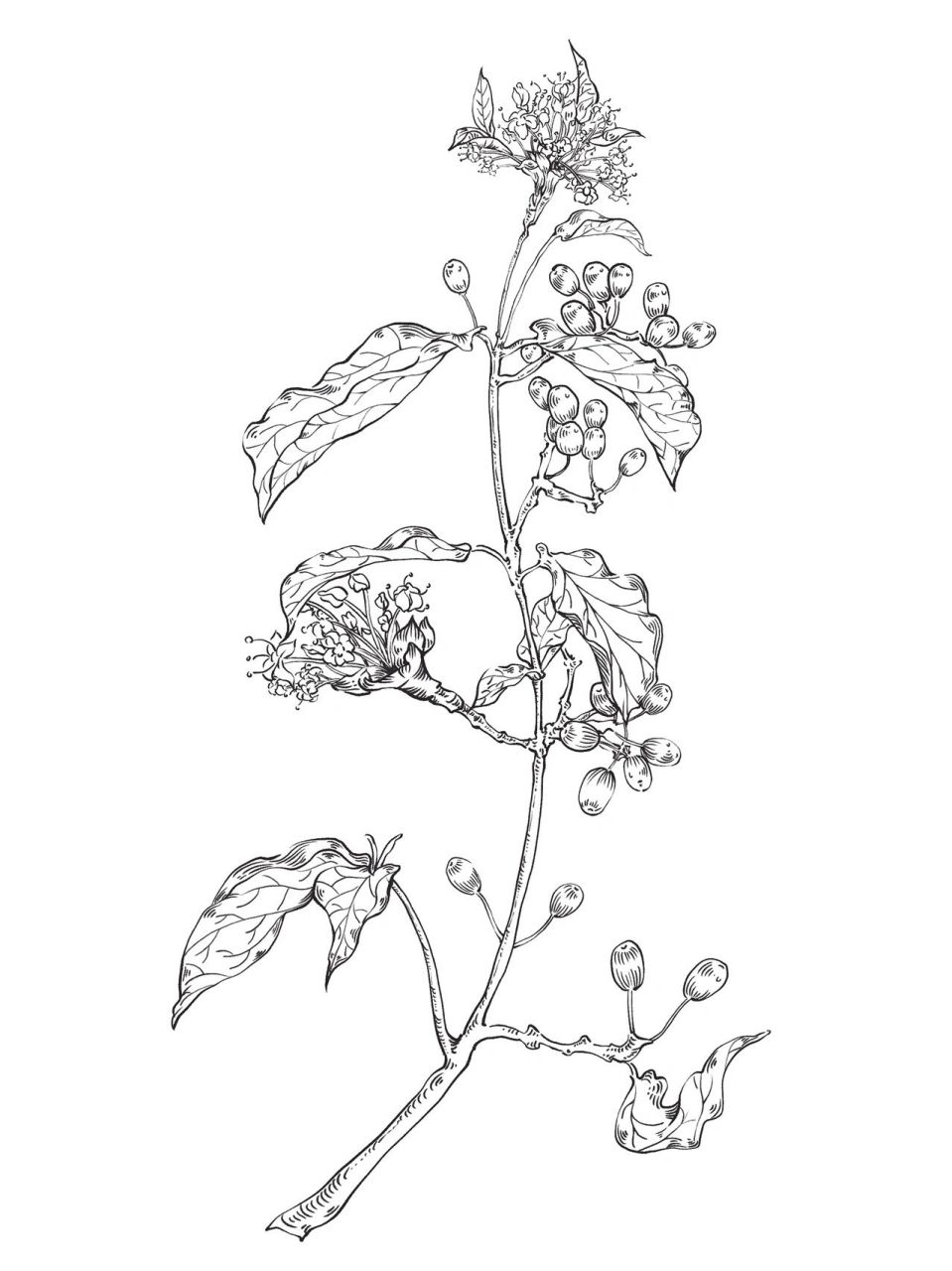 中草药插画-山茱萸 算了,一股脑儿的今天把最近画的都上传了吧,有人说