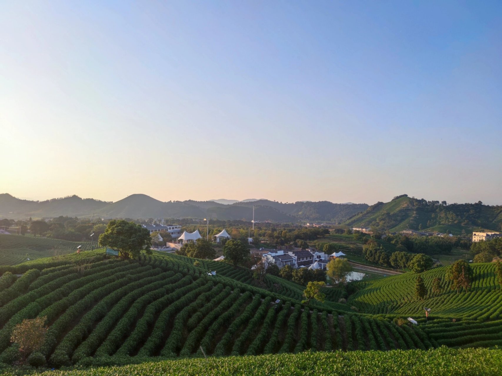 安吉县溪龙乡黄杜村 一片叶子富了一方百姓,安吉白茶产自安吉,安徽