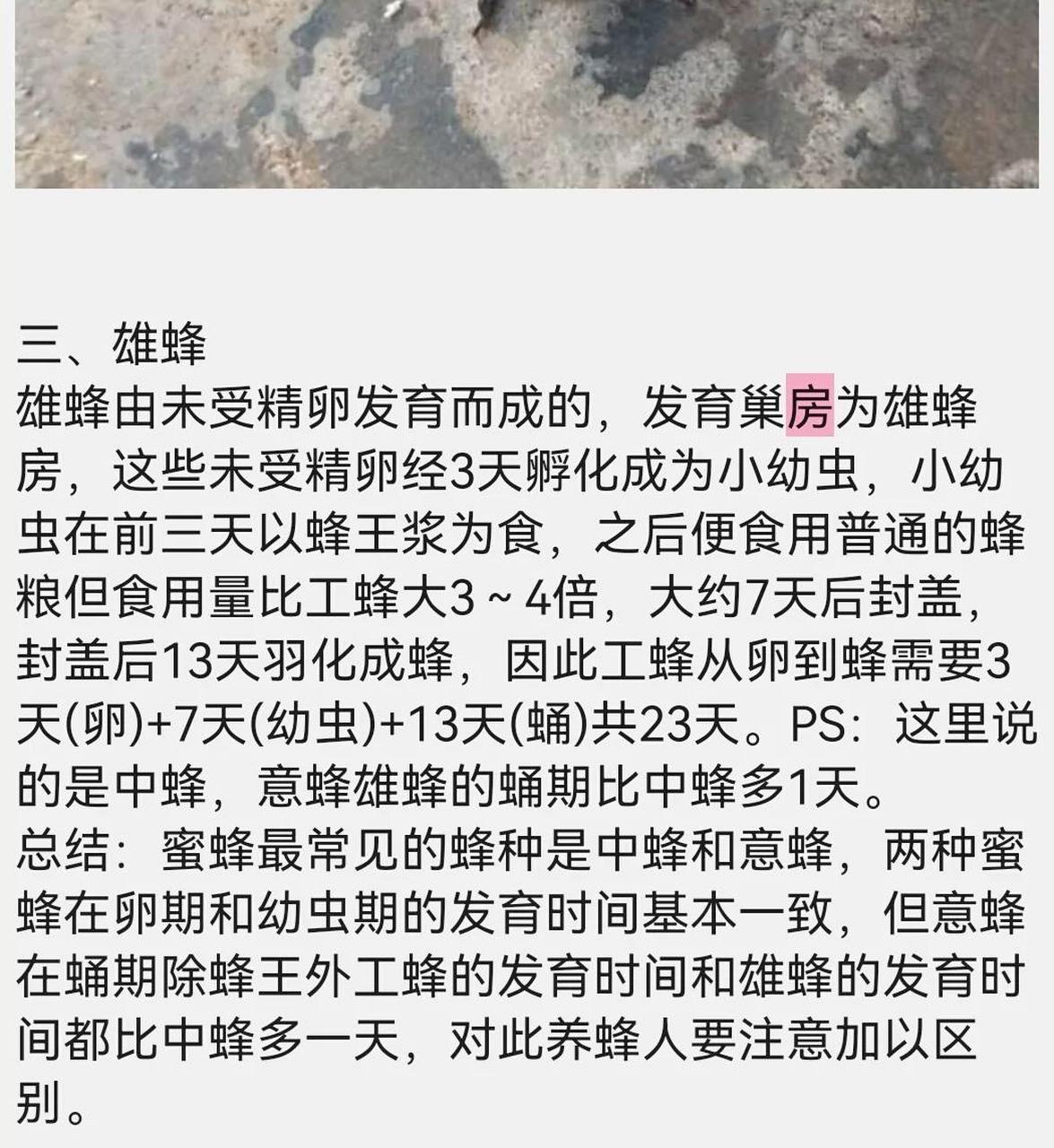 工蜂,蜂王,雄蜂的区别以及生长周期蜜蜂养殖技术分享