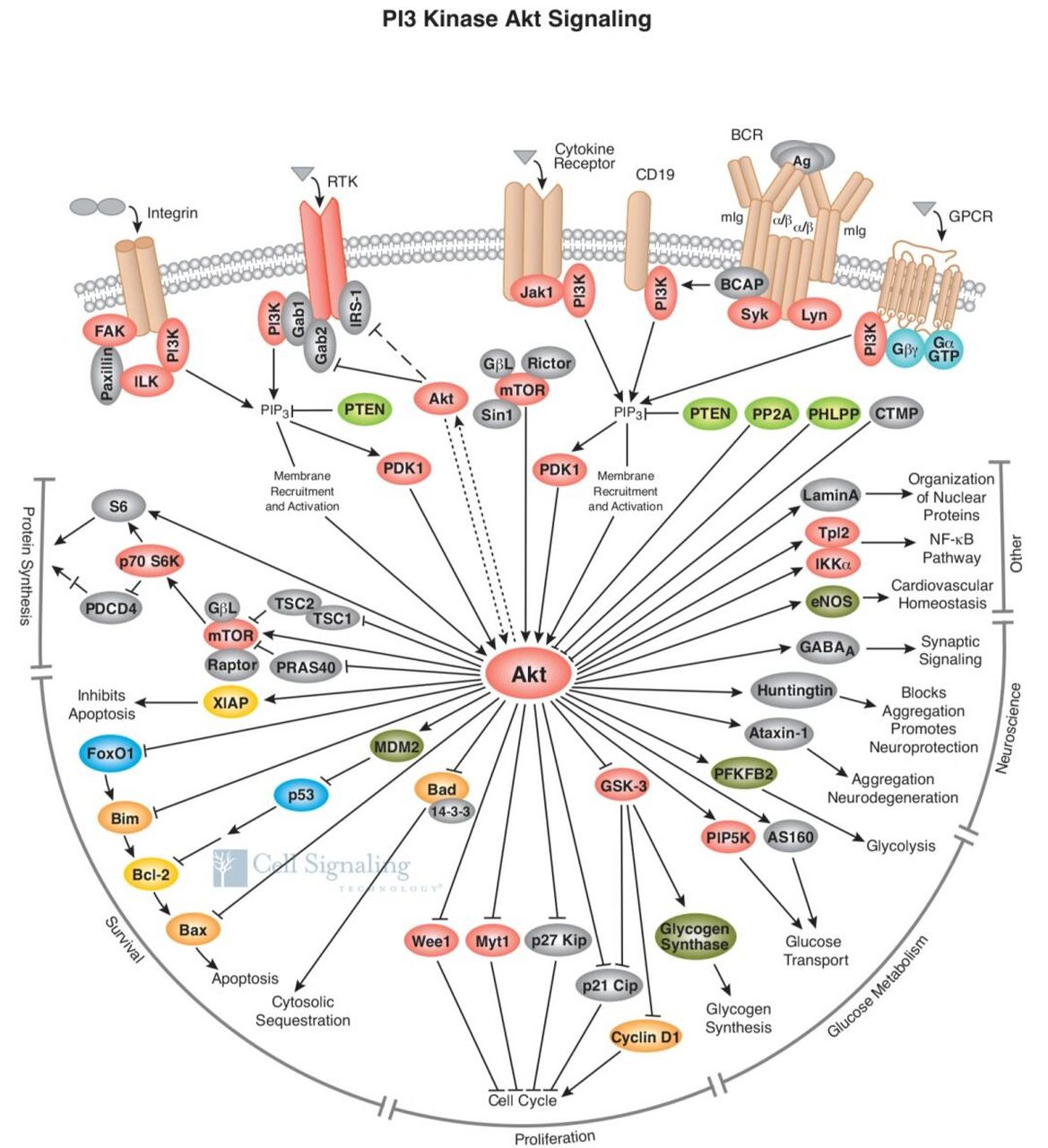 每日学习一个信号通路[5]:pi3k 小伙伴要的pi3k经典