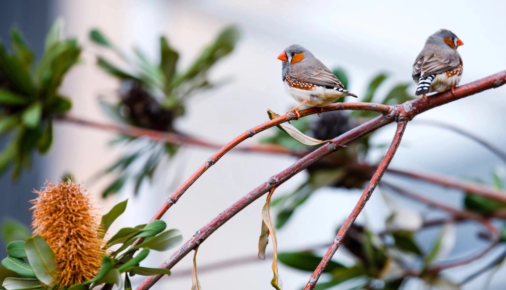 斑胸草雀     斑胸草雀是雀形目文鸟科梅花雀属鸟类,别名斑马纹草雀