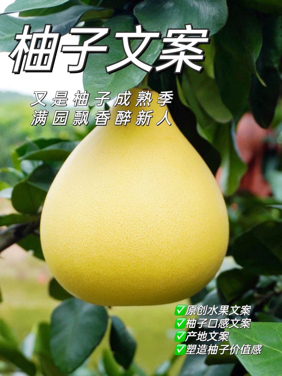 柚子文案,又帮你安排好了.