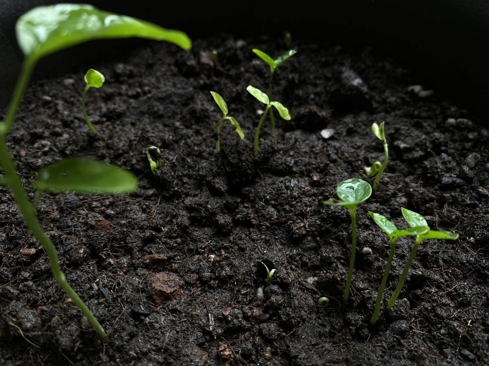 百香果种子发芽了 秋天了越来越冷了,百香果籽突然都发芽了… 也不