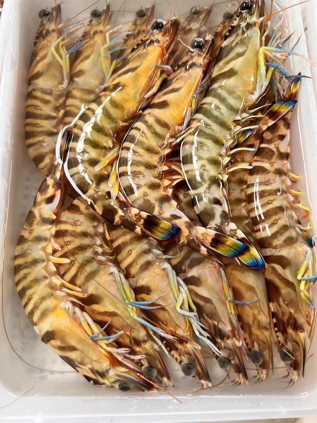 一晚海斑节虾九节虾花虾