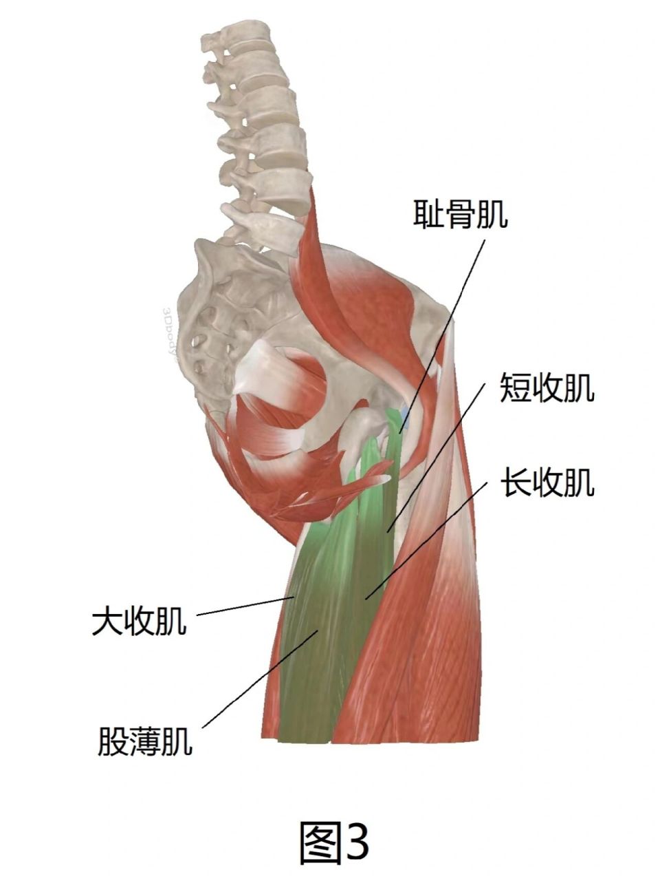 髋关节外展 肌肉图片