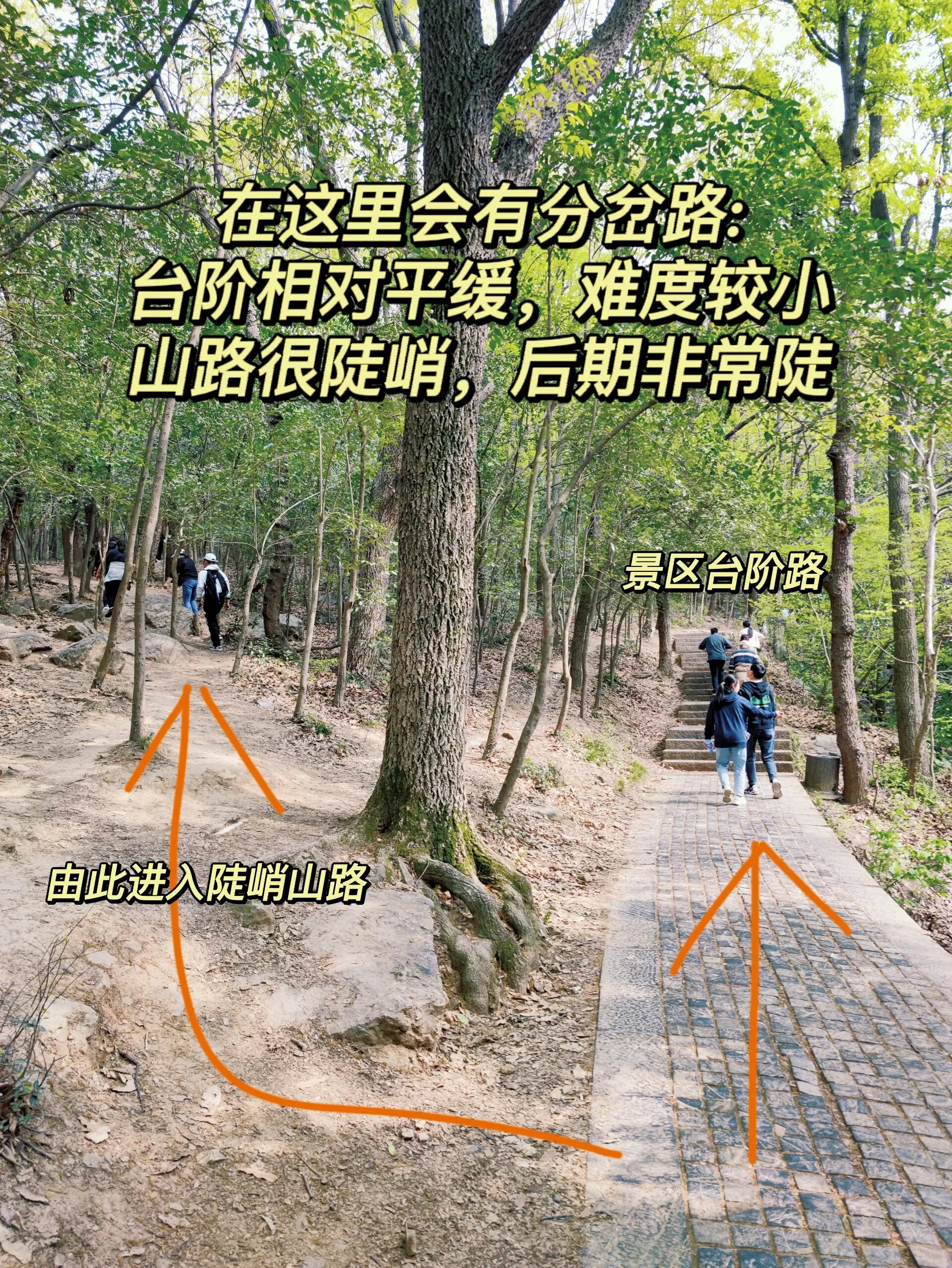 紫金山蒋王庙路线实测(沉浸式爬山