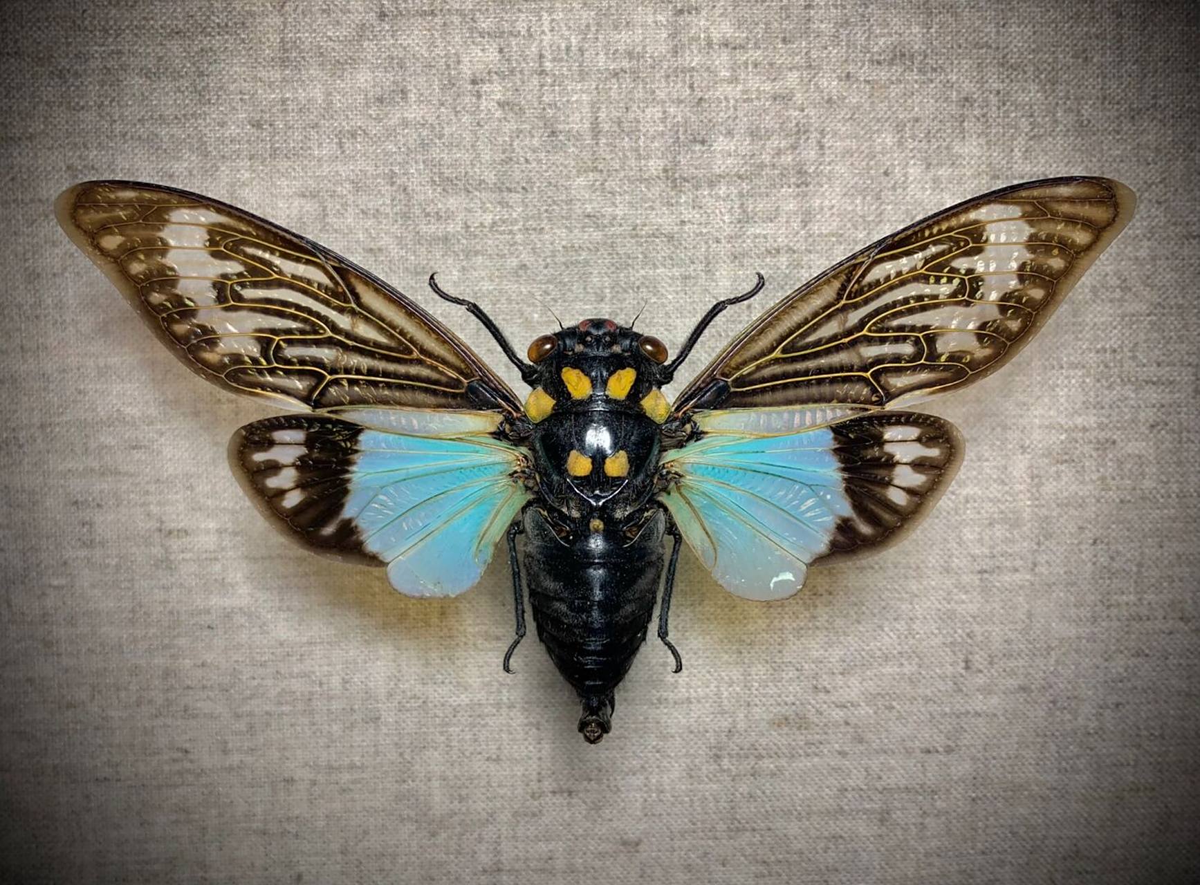 在我国云南也有分布,蝉中的颜值巅峰[期待]#昆虫# #标本# #蝉# #知了