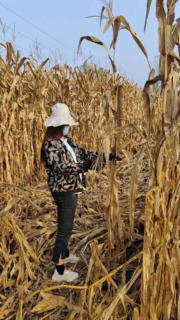 假期回家掰玉米了