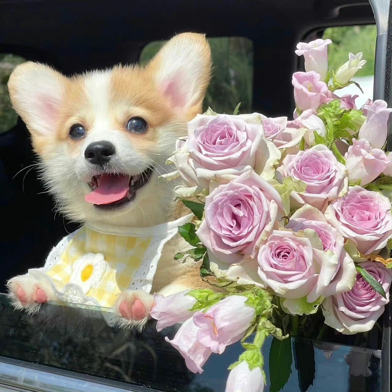 可爱小动物头像来啦 小飞棍儿来啦