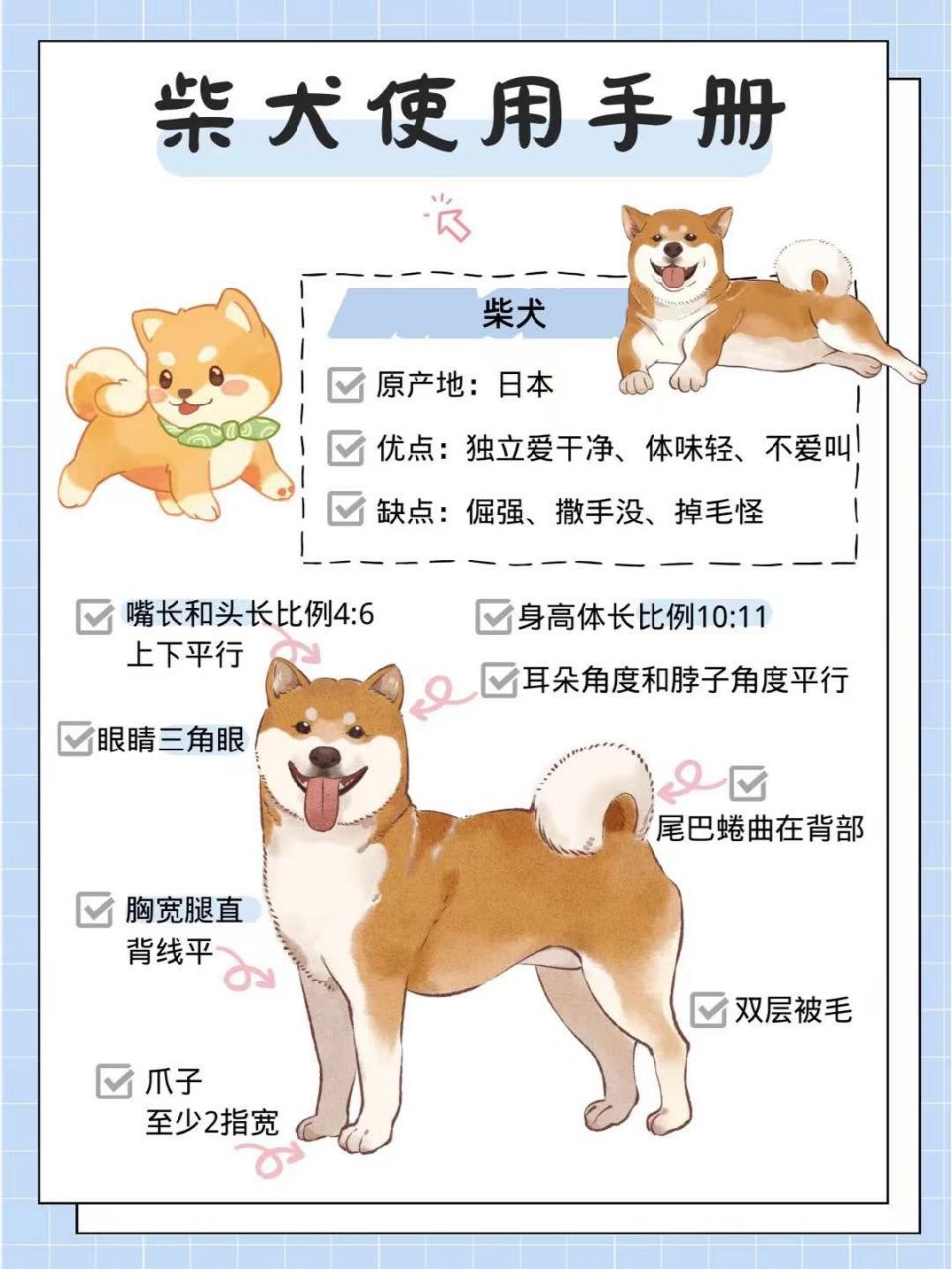 柴犬小宝的照片顺序图片