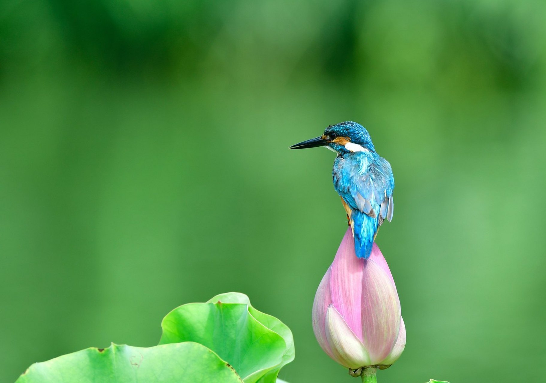摄影师抓拍到翠鸟停留在荷花上,共享自然和谐!网友:它确实是懂审美的!