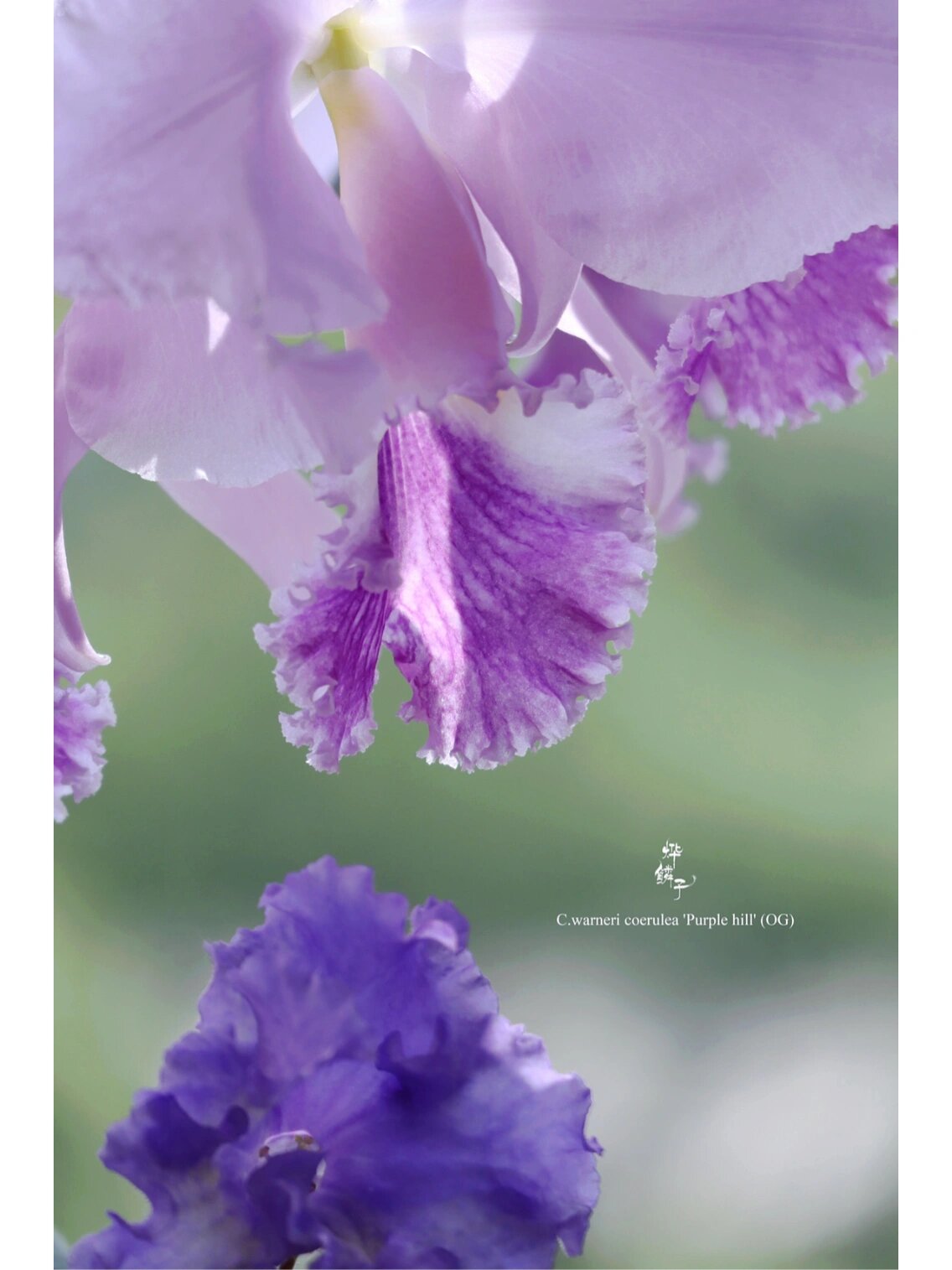 收藏级原生卡特兰purple hill紫山丘第二弹 c.